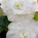 Bonsai Mixed Rieger Begonias Beautiful Bonsai Multi-Flap Flowers - 50 Seeds