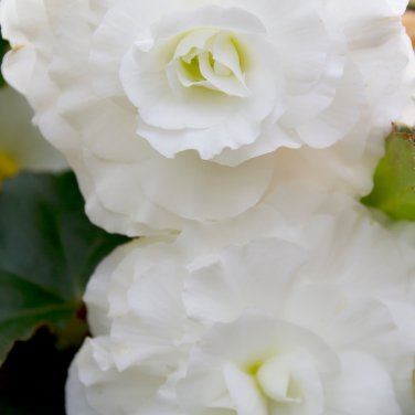 Bonsai Mixed Rieger Begonias Beautiful Bonsai Multi-Flap Flowers - 50 Seeds