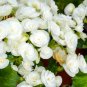 Bonsai Mixed Rieger Begonias Beautiful Bonsai Multi-Flap Flowers - 50 Seeds