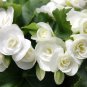 Bonsai Mixed Rieger Begonias Beautiful Bonsai Multi-Flap Flowers - 50 Seeds