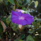 Purple Morning Glory - 50 Seed
