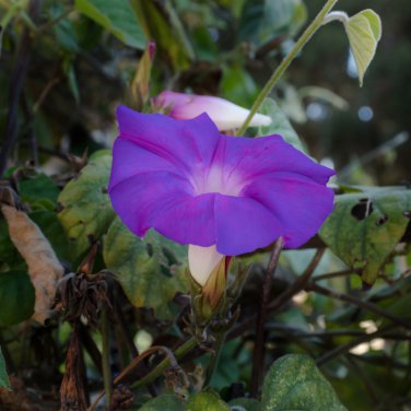 Purple Morning Glory - 50 Seed