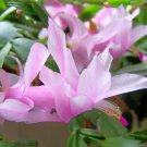 Rainbow Zygocactus Truncatus - 200 Seeds Rainbow Zygocactus Truncatus - 200 Seeds