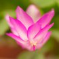 Rainbow Zygocactus Truncatus - 200 Seeds