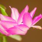 Rainbow Zygocactus Truncatus - 200 Seeds