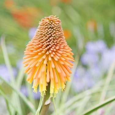 Red Hot Poker Hybrids Kniphofia Uvaria Hybrids - 10 Seeds