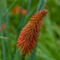 Red Hot Poker Hybrids Kniphofia Uvaria Hybrids - 10 Seeds