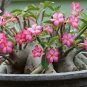 Heirloom Trumpet Adenium Desert rose - 2 Seeds