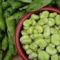 Heirloom Vicia faba Dwarf Broad Bean - 5 Seeds