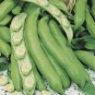 Heirloom Vicia faba Dwarf Broad Bean - 5 Seeds