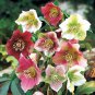 Helleborus Seeds Mixed 8 Types - 100 Seeds