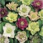 Helleborus Seeds Mixed 8 Types - 100 Seeds