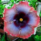 Hibiscus Rosa-sinensis Perennial Flower - 20 Seeds