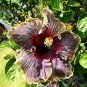 Hibiscus Rosa-sinensis Perennial Flower - 20 Seeds