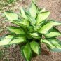 Hosta Seed Perennials Bright Green Leaves with White Edge - 200 Seeds