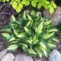 Hosta Seed Perennials Bright Green Leaves with White Edge - 200 Seeds