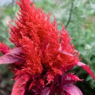 Hot Fire Red Cockscomb Annual Flower - 30 Seeds Hot Fire Red Cockscomb Annual Flower - 30 Seeds