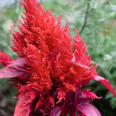 Hot Fire Red Cockscomb Annual Flower - 30 Seeds