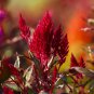 Hot Fire Red Cockscomb Annual Flower - 30 Seeds