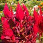 Hot Fire Red Cockscomb Annual Flower - 30 Seeds