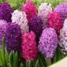Hyacinth Bulb 1 piece - 1 Seeds Hyacinth Bulb 1 piece - 1 Seeds