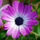 Hybrid New Light Rose Pink Bellis perennis Daisy Flower - 50 Seeds