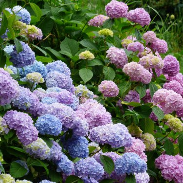Hydrangea Bonsai Flower - 100 Seeds