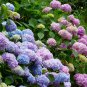 Hydrangea Bonsai Flower - 100 Seeds
