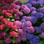 Hydrangea Bonsai Flower - 100 Seeds