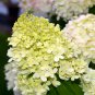 Hydrangea Bonsai Paniculata 'Vanilla Fraise' Hydrangea Bonsai Flower - 50 Seeds