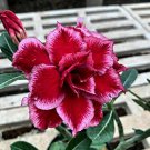 'Immortality' Dark Red Adenium Obesum Desert Rose - 2 Seeds