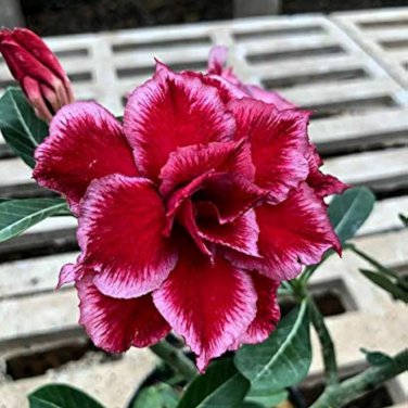 'Immortality' Dark Red Adenium Obesum Desert Rose - 2 Seeds