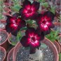 'Immortality' Dark Red Adenium Obesum Desert Rose - 2 Seeds