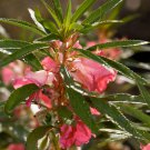 Impatiens Balsamina Red Garden Balsam - 100 Seeds