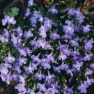 Imported Lobelia Flowers Blooming Covering Flore Outdoor - 200 Seeds