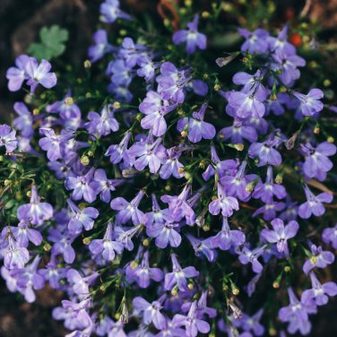 Imported Lobelia Flowers Blooming Covering Flore Outdoor - 200 Seeds
