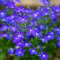 Imported Lobelia Flowers Blooming Covering Flore Outdoor - 200 Seeds