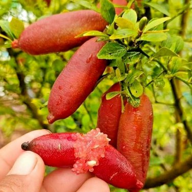 Imported Rose Pink Bliss Finger Lime Plant - 10 seeds