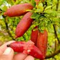 Imported Rose Pink Bliss Finger Lime Plant - 10 seeds