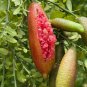 Imported Rose Pink Bliss Finger Lime Plant - 10 seeds
