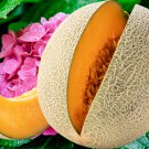 Japan Maite Sweet Melon Seeds Very Delicious Muskmelon - 100 Seeds