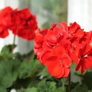 Kasuki Seed Flower Flores Exotic Indoor Seed Lavendar Geranium Rosa - 100 Seeds Kasuki Seed Flower Flores Exotic Indoor Seed Lavendar Geranium Rosa - 100 Seeds