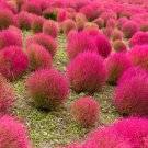 Kochia scoparia Burning Bush - 500 Seeds
