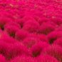 Kochia scoparia Burning Bush - 500 Seeds