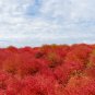 Kochia scoparia Burning Bush - 500 Seeds