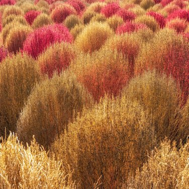 Kochia Scoparia Burning Bush Grass Green Red Mixed - 200 Seeds