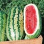 High Yields Legacy Long Red Watermelon - 20 Seeds