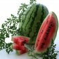 High Yields Legacy Long Red Watermelon - 20 Seeds