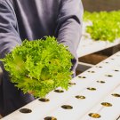 Lettuce Fast Growing Vegetable Organic - 200 Seed Lettuce Fast Growing Vegetable Organic - 200 Seed