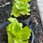 Lettuce Fast Growing Vegetable Organic - 200 Seed